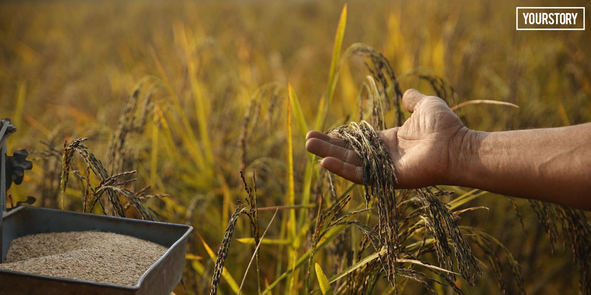 Kala Namak Rice of Siddharthnagar: Heritage Crop Boosting Local Business
